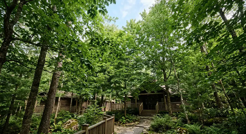 Lush forest canopy at the retreat