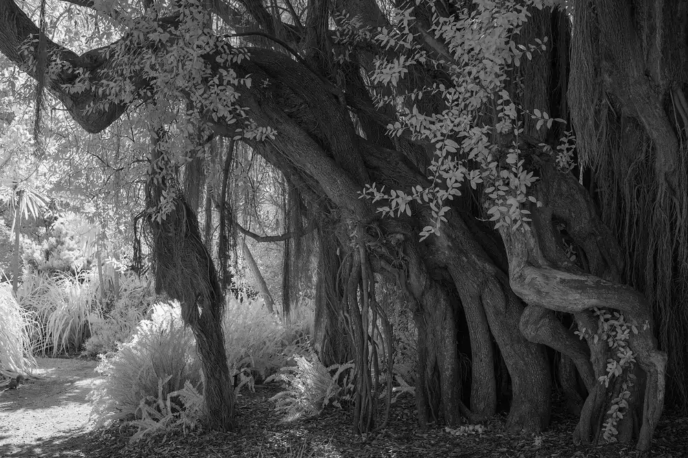 A guided nature walk through ancient trees