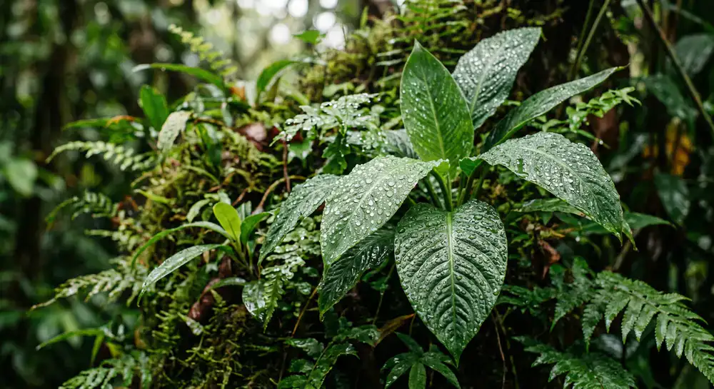 Close up of vibrant rainforest flora covered in morning dew