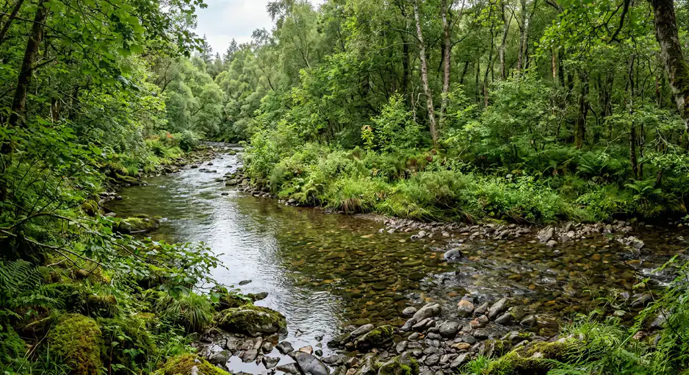 A crystal clear stream winding through dense greenery