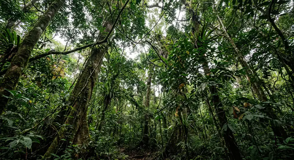 Lush forest canopy at Rimba Sanctuary